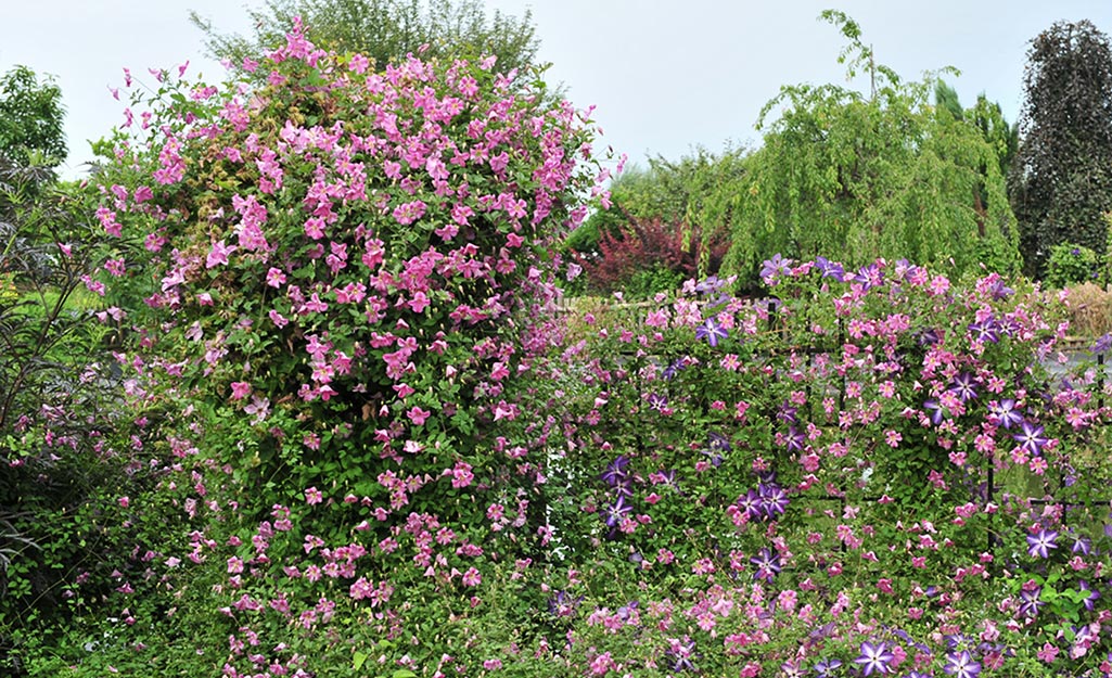 Pink blooms cover clematis.