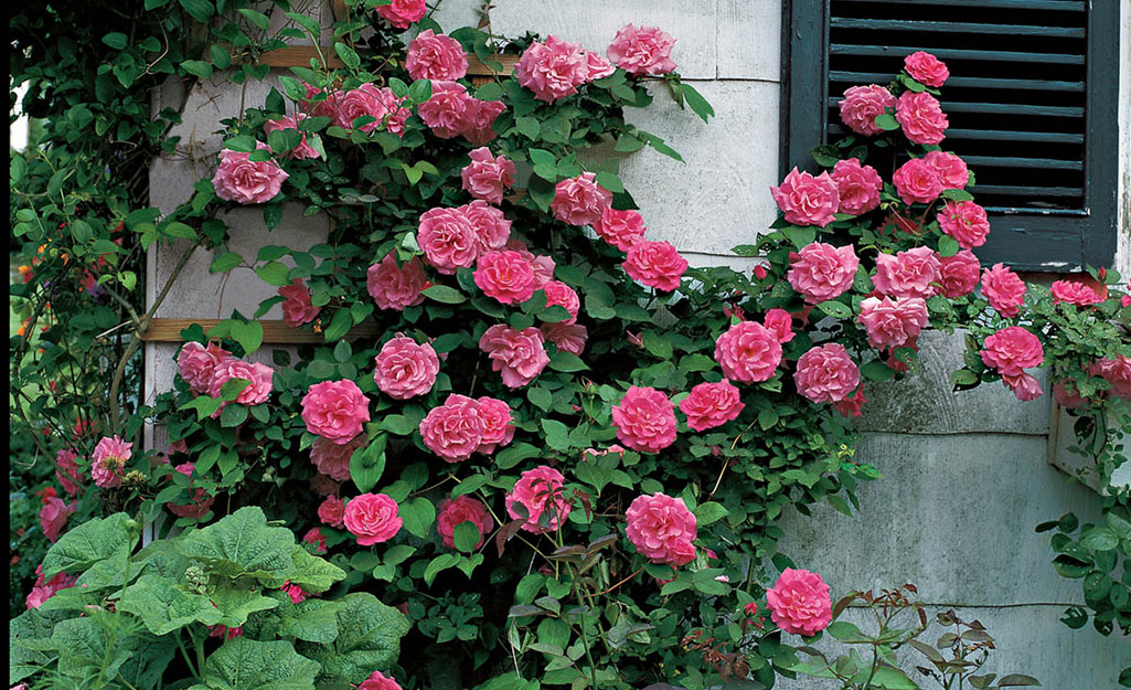 Climbing roses grow on the corner of a structure.
