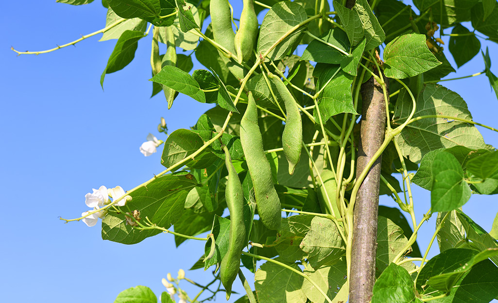 Bean pods hang from a vine growing up a stake.