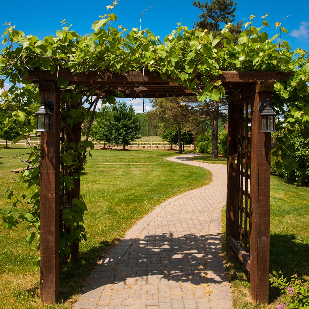 grape vine garden design