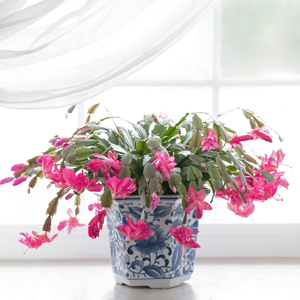 Christmas cactus in a bright window