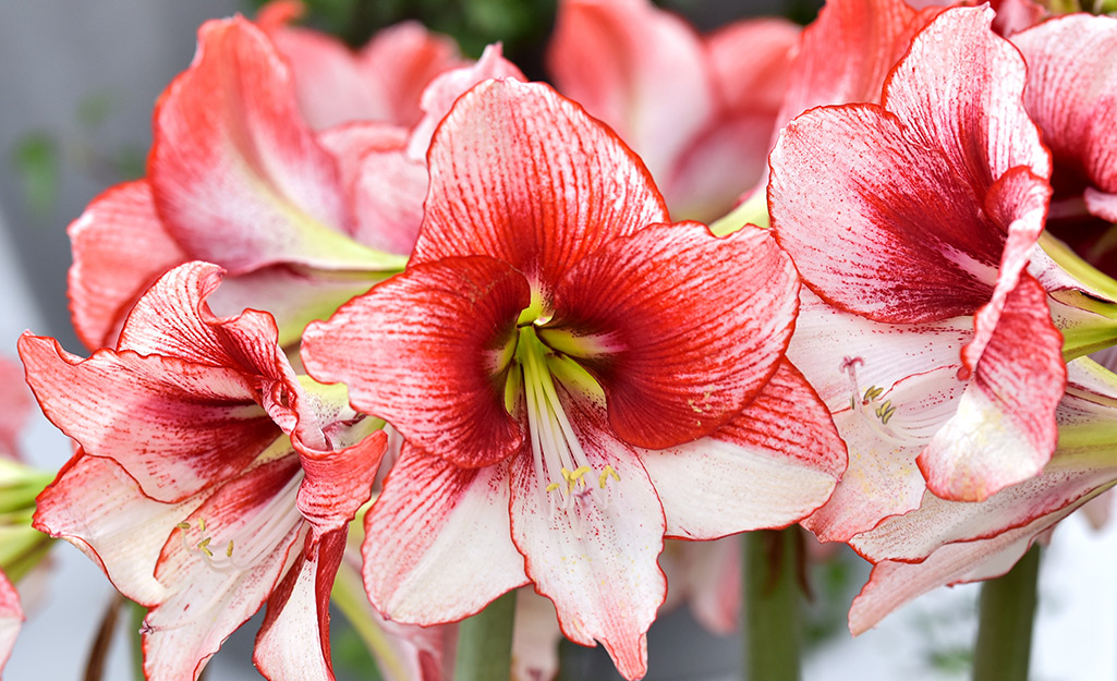 Red amaryllis blooms