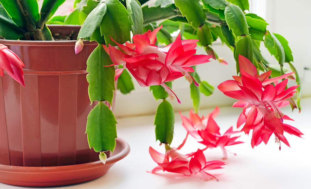 Christmas cactus blooms