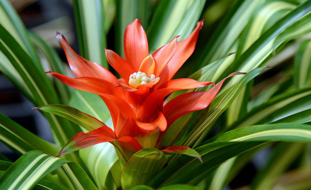 Red bromeliad in bloom