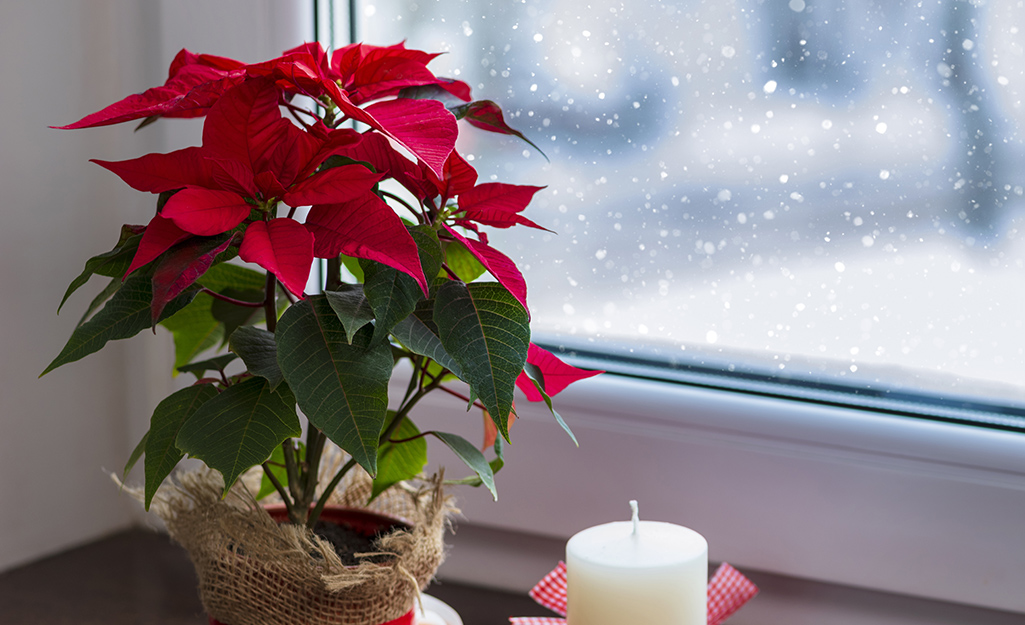 Red poinsettia by a bright window