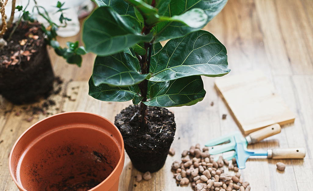 ubehag Trænge ind Ombord Fiddle-Leaf Fig Care - The Home Depot