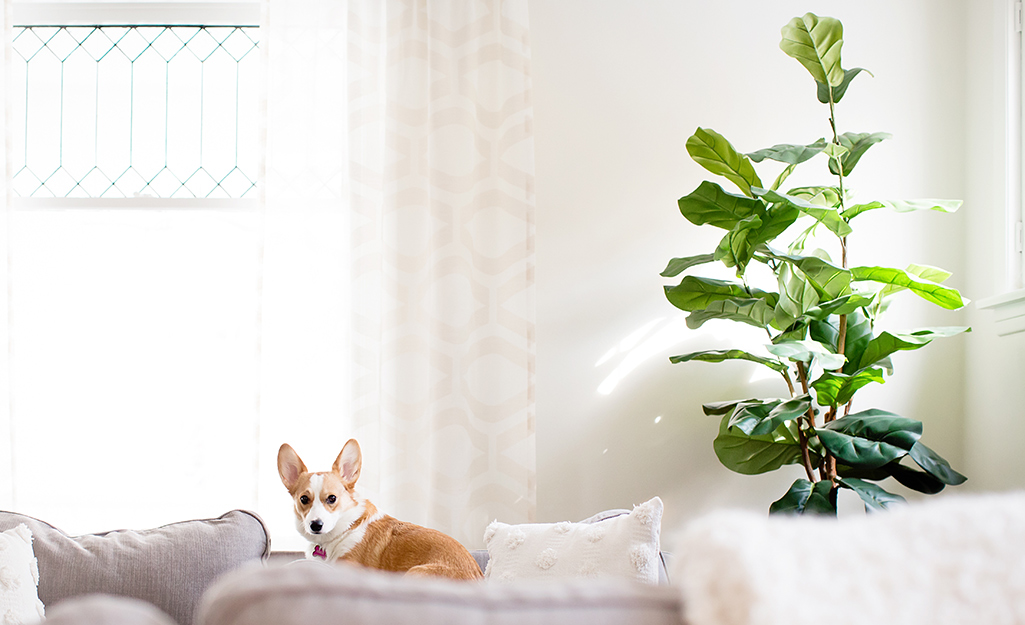 Fiddle leaf fig tree plant in room with dog on sofa