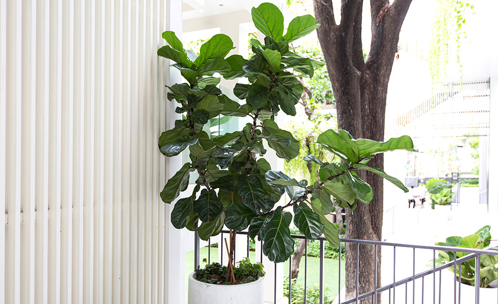 Outdoor fiddle leaf fig tree on balcony