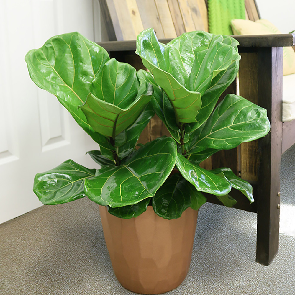 Fiddle-Leaf Fig Care - The Home Depot