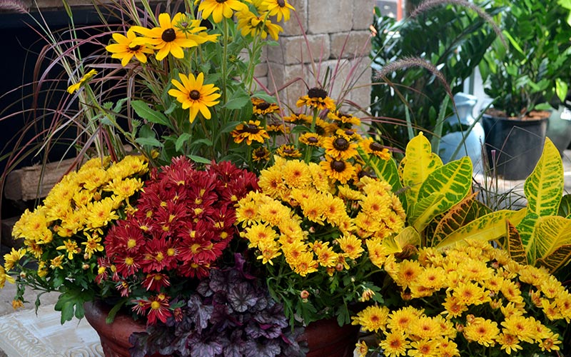 Colorful mums in a fall display