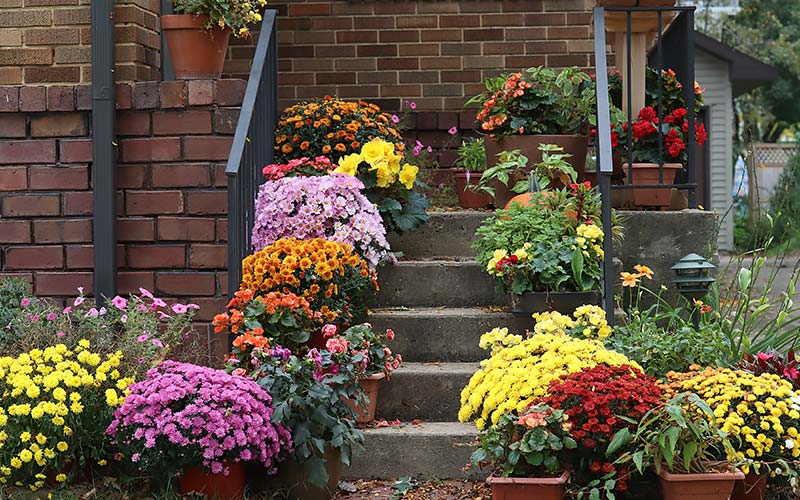Red, orange and purple mums on front porch steps