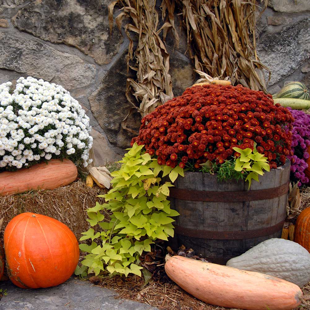 Fall display of mums in planters with pumpkin