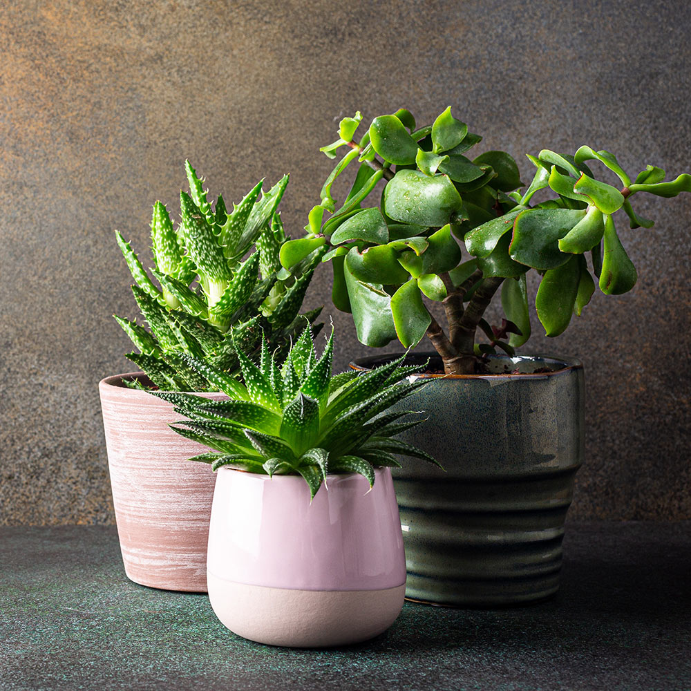 Ideas for Succulent Containers