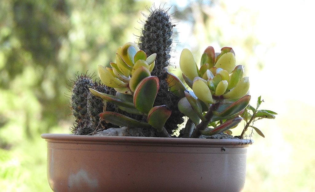 Succulents and cacti in a ceramic container.