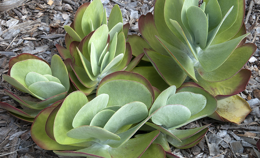 Paddle Plant succulent.