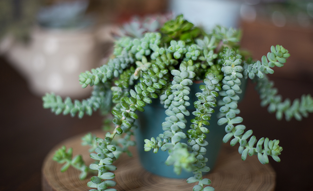 Donkey's tail succulent.