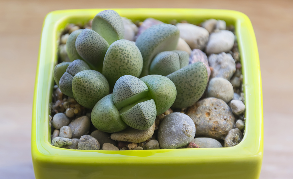 Living rocks succulents in a container.