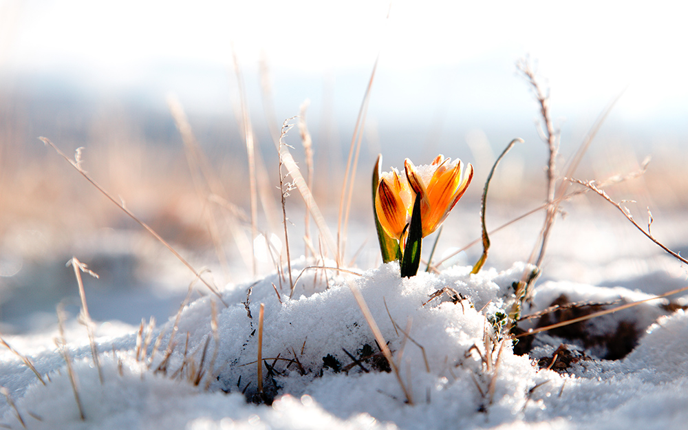 Flowers growing in a yard. Flowers growing in a yard.