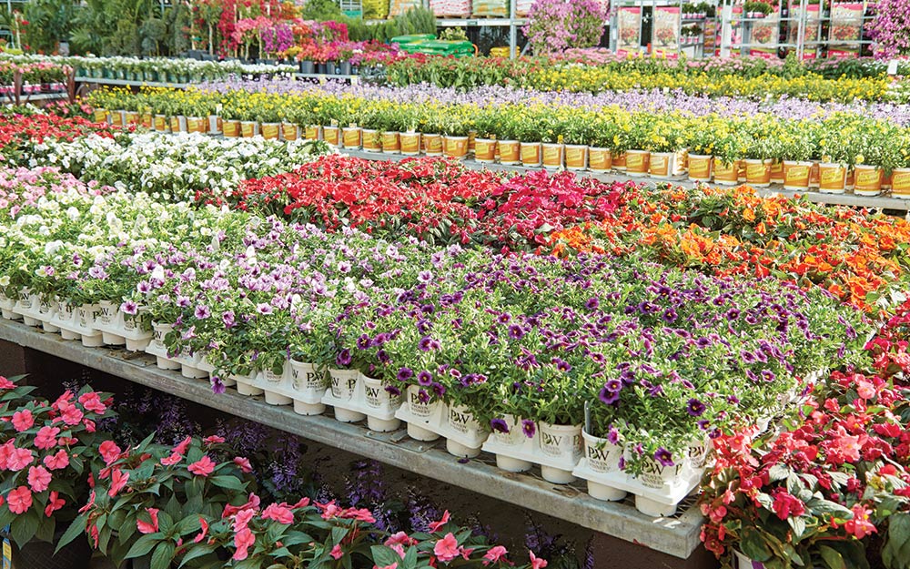 How to Grow an Easy Flower Garden from Seed - The Home Depot