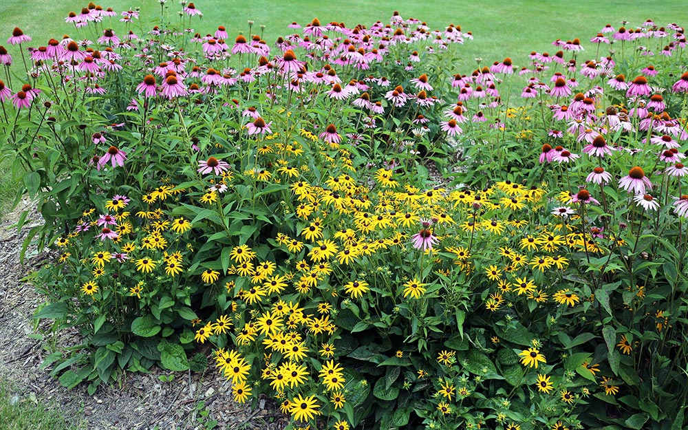 New Flower Bed Fillers for Small Space