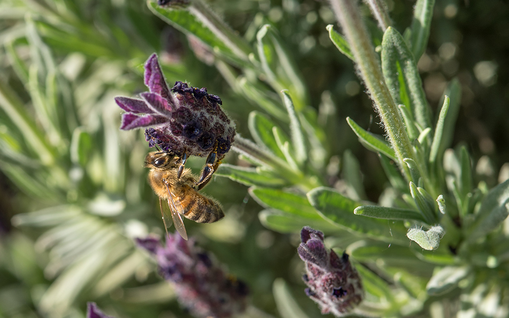 A bee on a Spanish lavender plant in bloom.