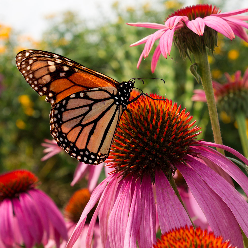 The Best Cut Flower Varieties to Grow in a Pollinator Garden