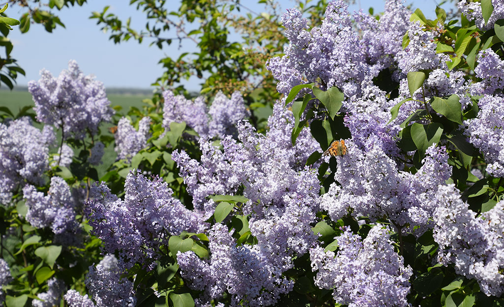 A lavender butterfly bush is in full bloom.