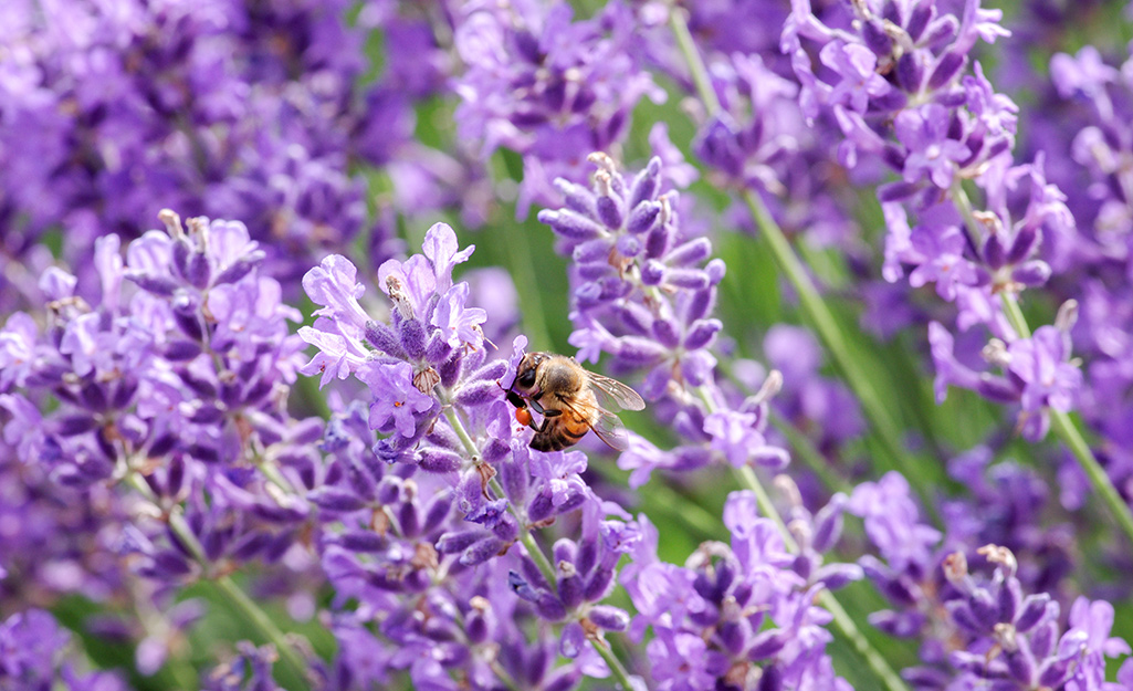A bee sits on a lavender stalk.