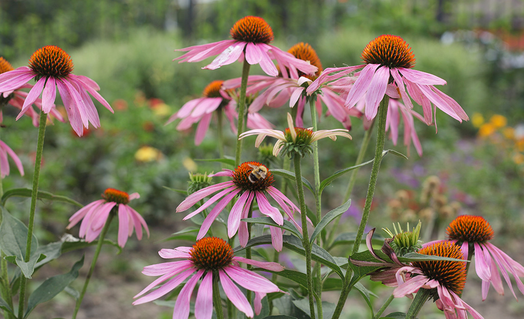 A bee sits on a coneflower.