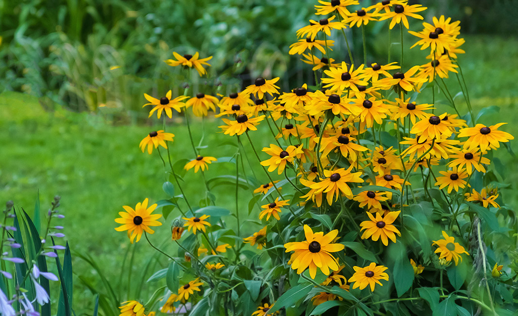 Black-eyes Susans bloom in the yard.