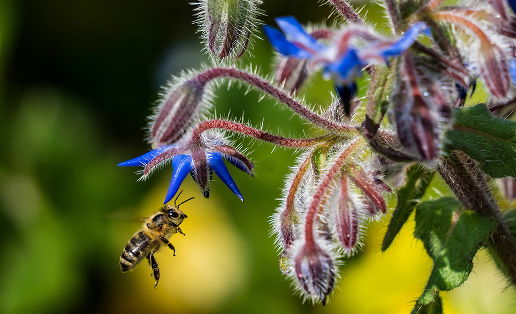 A bee buzzes around a borage plant.