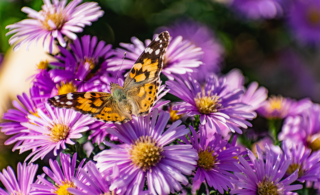 A butterfly feeds on asters.
