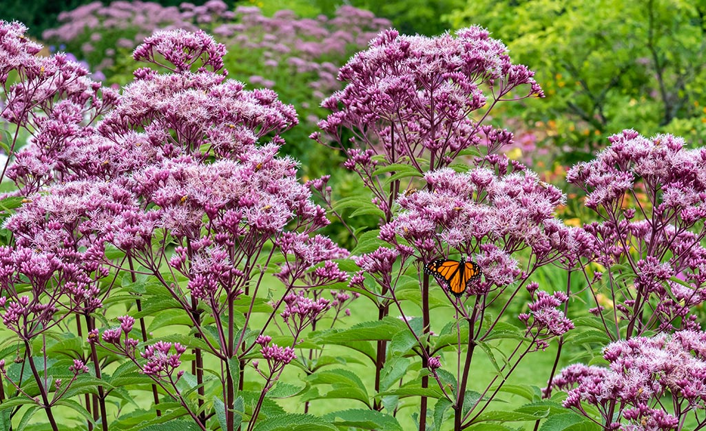 Butterflies feed on pink Joe Pye weed.