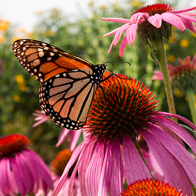 Flowers that Attract Pollinators