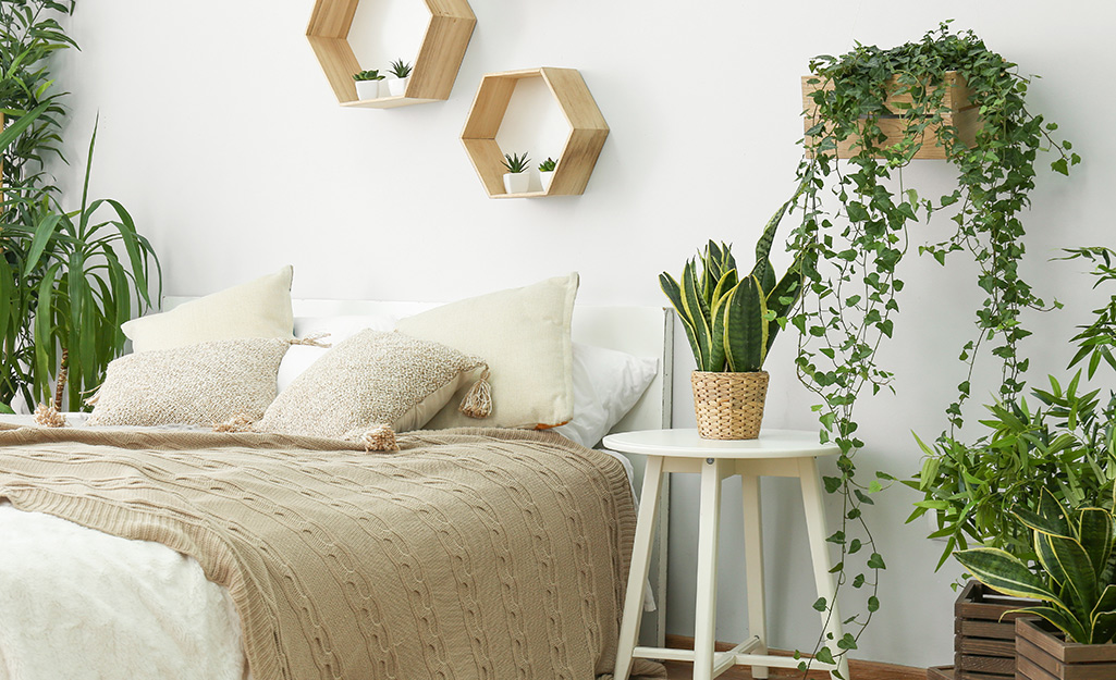 An ivy in a container mounted on a wall in a bedroom with other plants. An ivy in a container mounted on a wall in a bedroom with other plants.