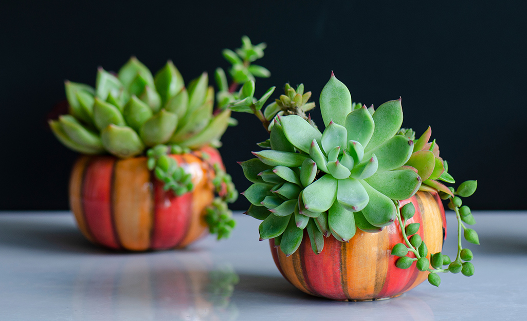 A pair of succulents in pumpkin-themed flowerpots. A pair of succulents in pumpkin-themed flowerpots.