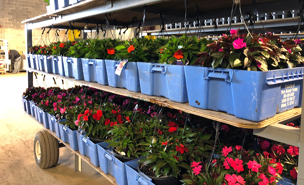 Racks of flowers