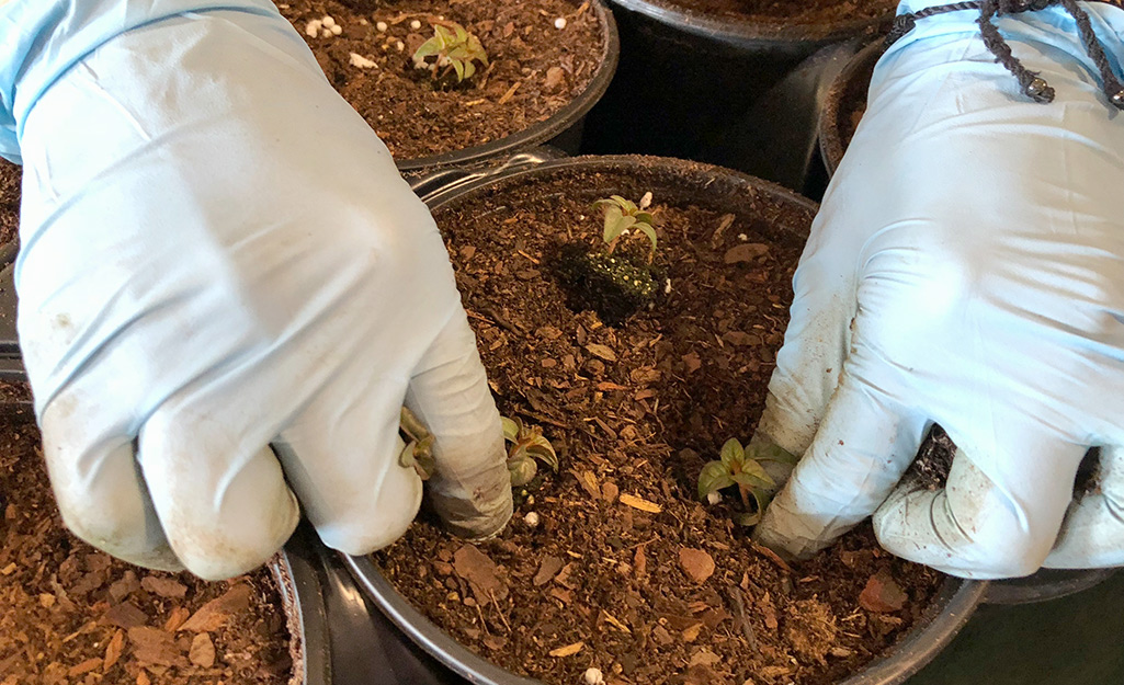 Hands planting seedlings