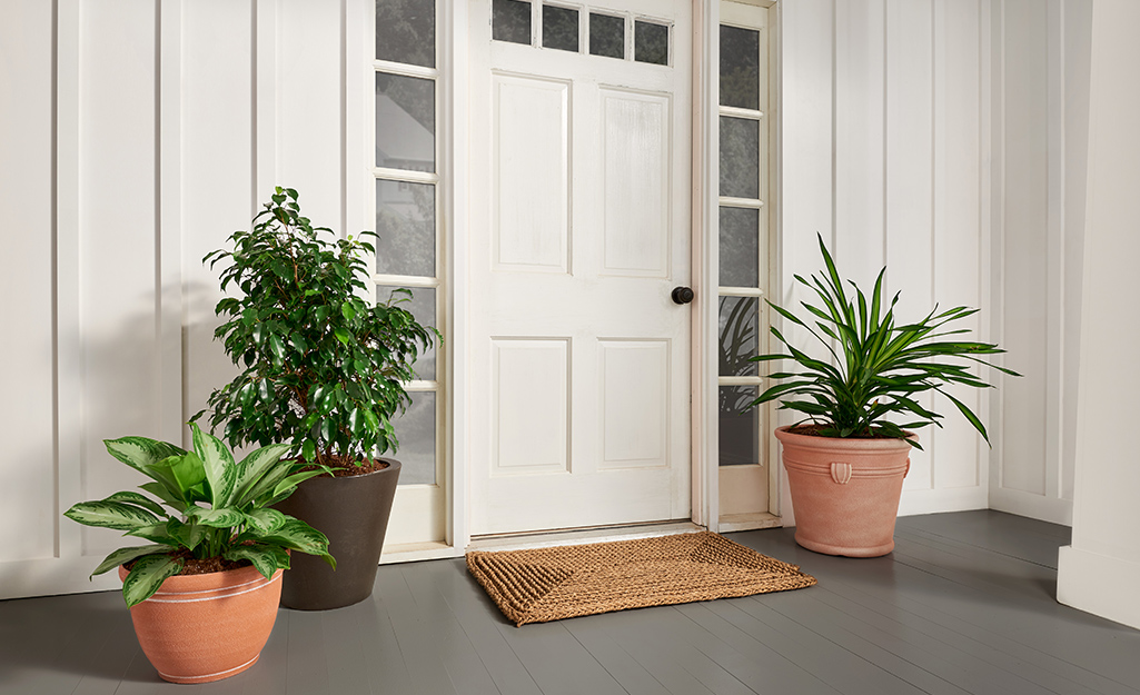 A front door decorated with houseplants on either side.  