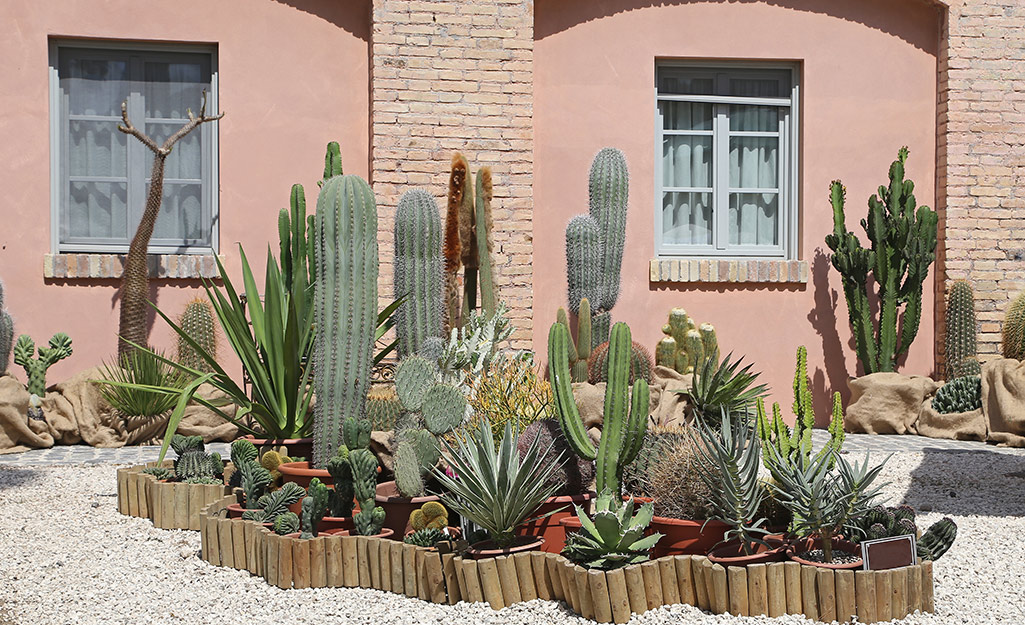 A cactus garden in a front yard.