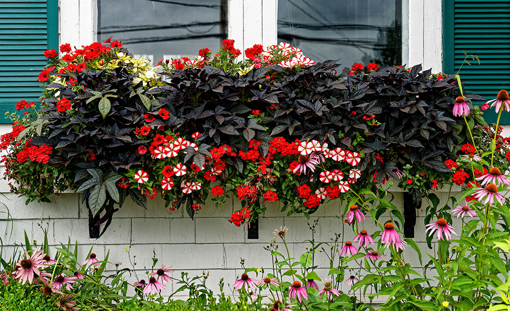 Flowers grow from a window box at the front of a house.