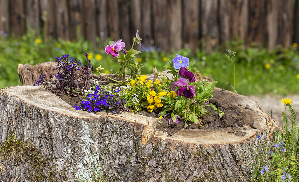A old stump becomes a planter for flowers.