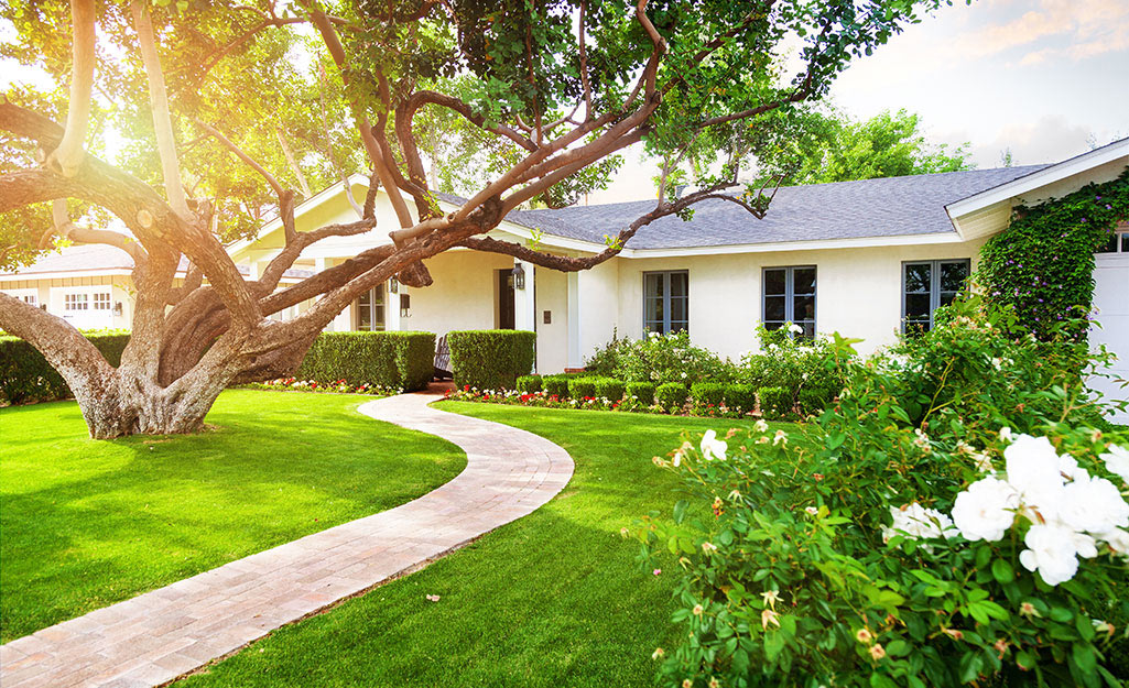 In addition to a shade tree, a ranch house front yard includes low-growing plants and shrubs.