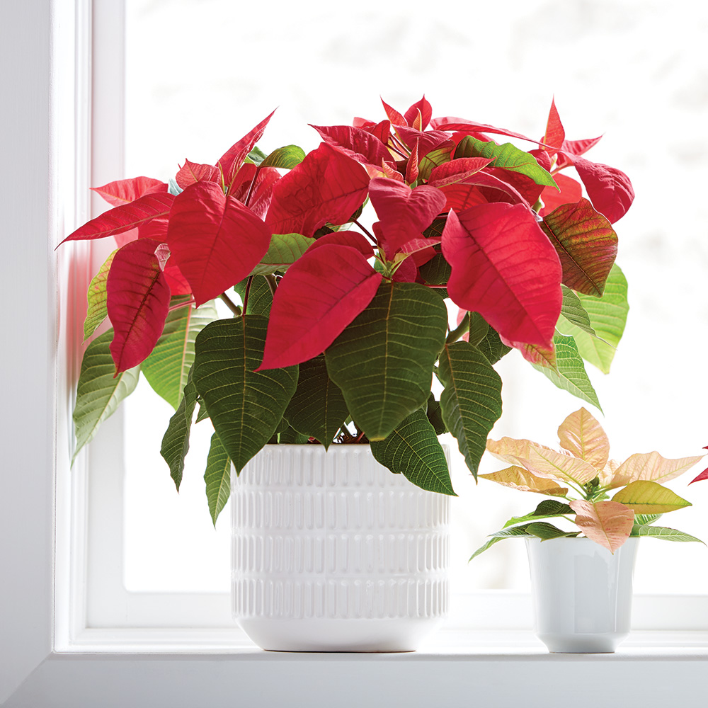 Red poinsettia in a white container in a bright window
