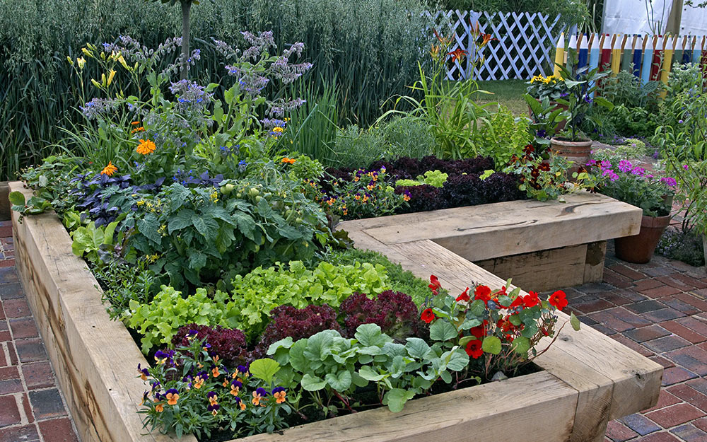 Edible raised garden.