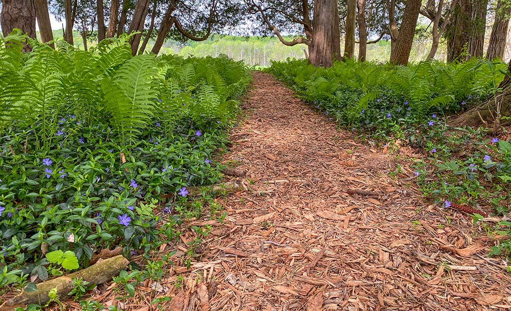 A soft mulch garden path.