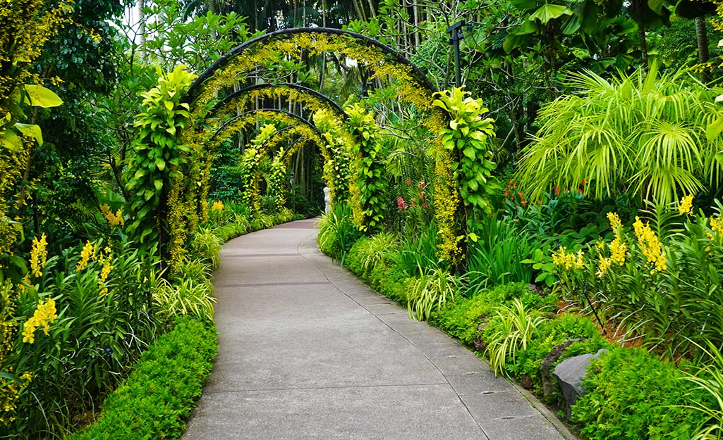 A concrete path through a garden.