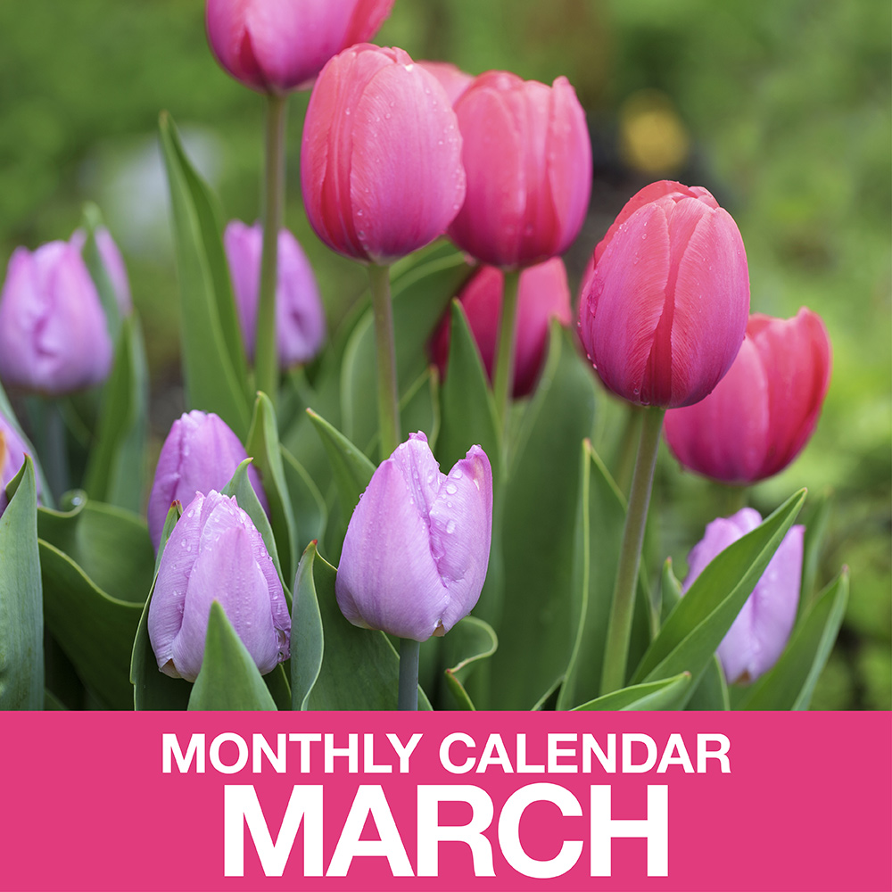 Gardening Calendar for March The Home Depot