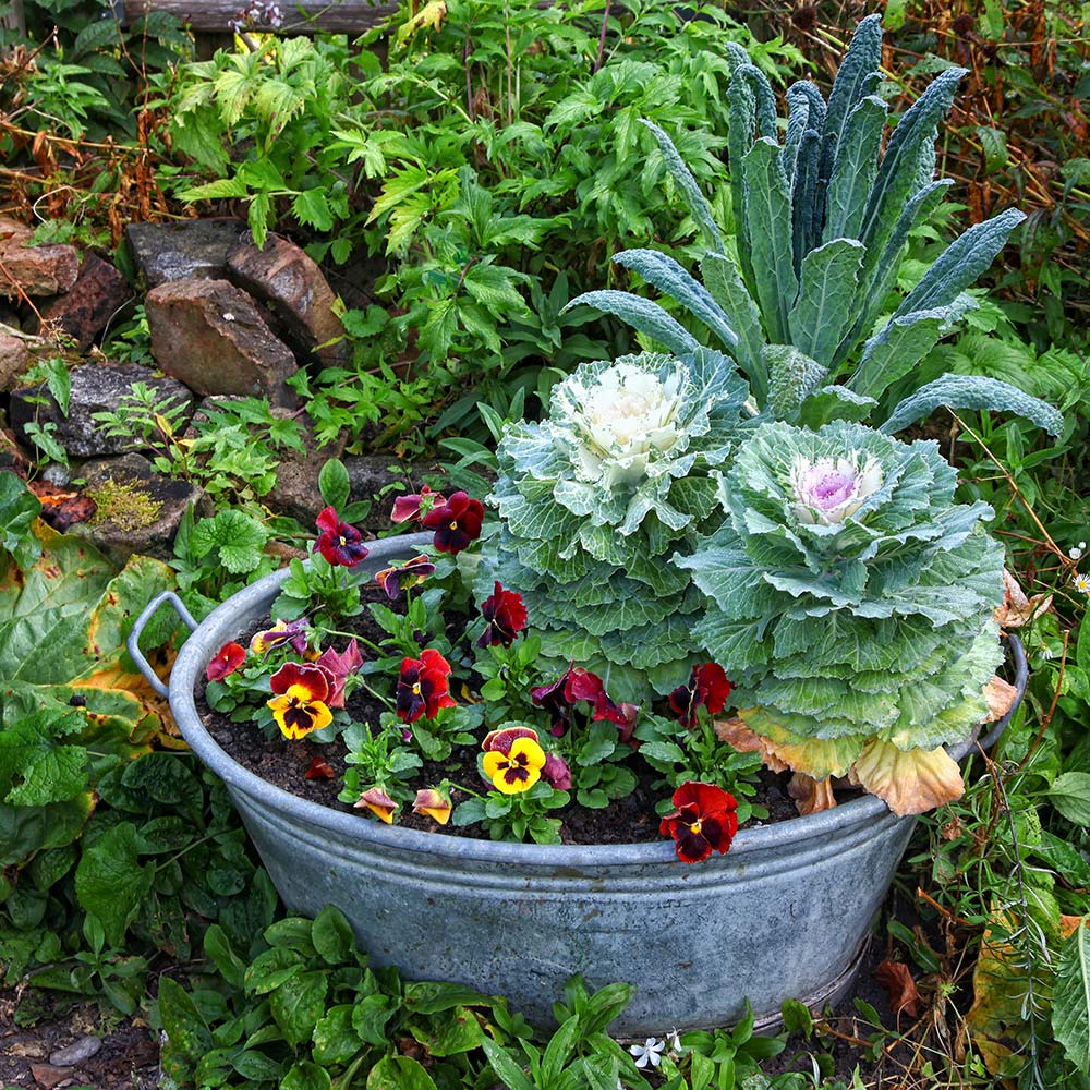 Fall annuals and perennials in a container