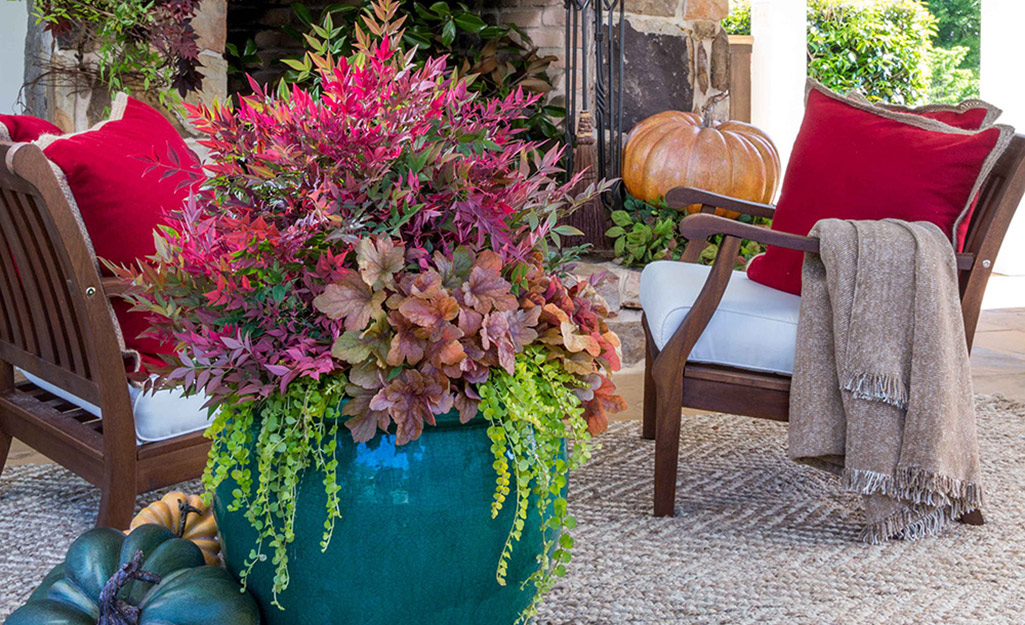 A fall container filled with a shrub and annuals